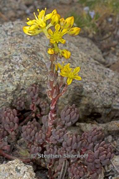 sedum lanceolatum 2 graphic